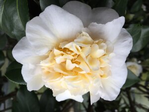 Camellia Japonica 'Brushfields Yellow'